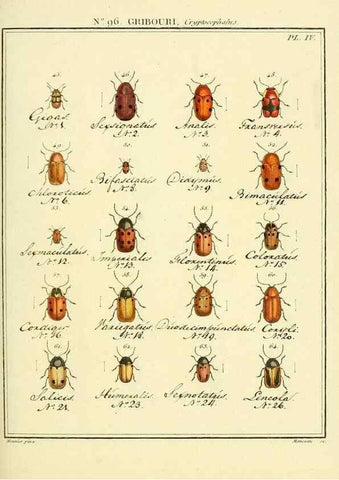 Reproducción/Reproduction 35055491183: Entomologie, ou, Histoire naturelle des insectes :. A Paris :De l'Imprimerie de Baudoin,1789-1808.