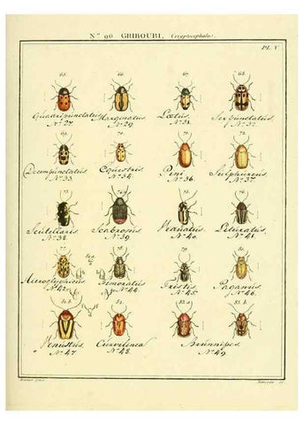 Reproducción/Reproduction 35055492713: Entomologie, ou, Histoire naturelle des insectes :. A Paris :De l'Imprimerie de Baudoin,1789-1808.