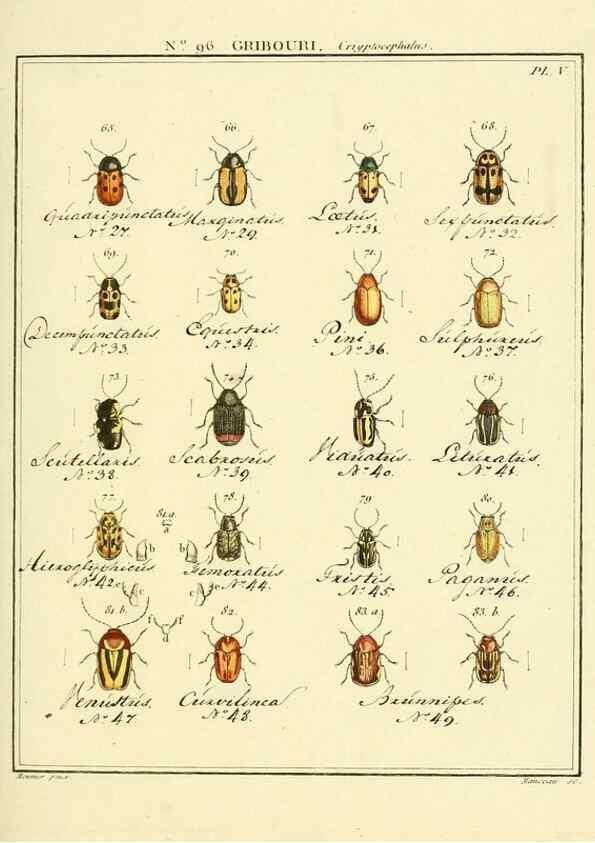 Reproducción/Reproduction 35055492713: Entomologie, ou, Histoire naturelle des insectes :. A Paris :De l'Imprimerie de Baudoin,1789-1808.