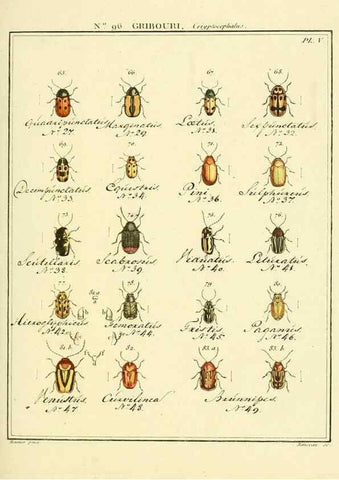 Reproducción/Reproduction 35055492713: Entomologie, ou, Histoire naturelle des insectes :. A Paris :De l'Imprimerie de Baudoin,1789-1808.