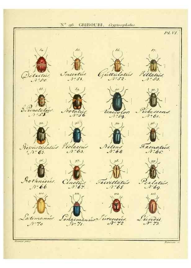 Reproducción/Reproduction 35055494063: Entomologie, ou, Histoire naturelle des insectes :. A Paris :De l'Imprimerie de Baudoin,1789-1808.