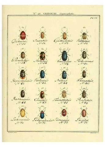 Reproducción/Reproduction 35055494063: Entomologie, ou, Histoire naturelle des insectes :. A Paris :De l'Imprimerie de Baudoin,1789-1808.