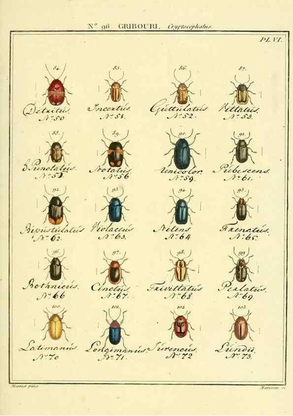 Reproducción/Reproduction 35055494063: Entomologie, ou, Histoire naturelle des insectes :. A Paris :De l'Imprimerie de Baudoin,1789-1808.