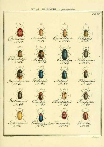 Reproducción/Reproduction 35055494063: Entomologie, ou, Histoire naturelle des insectes :. A Paris :De l'Imprimerie de Baudoin,1789-1808.