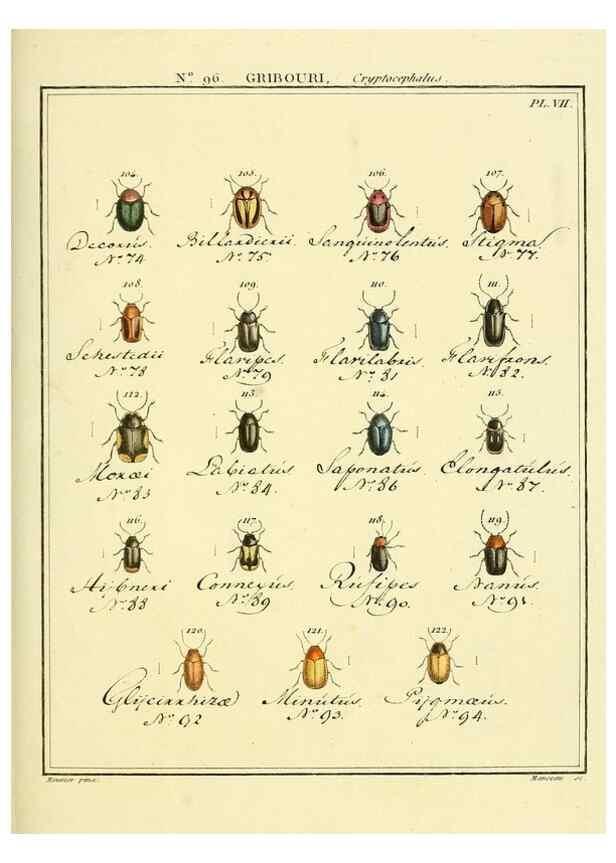 Reproducción/Reproduction 35864851445: Entomologie, ou, Histoire naturelle des insectes :. A Paris :De l'Imprimerie de Baudoin,1789-1808.