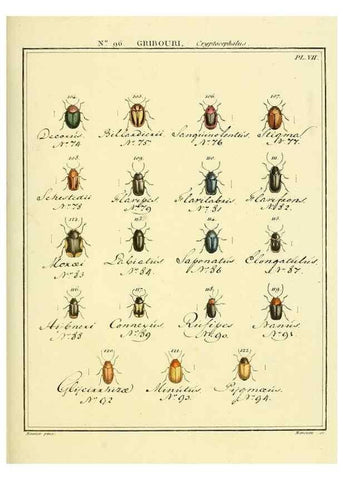 Reproducción/Reproduction 35864851445: Entomologie, ou, Histoire naturelle des insectes :. A Paris :De l'Imprimerie de Baudoin,1789-1808.