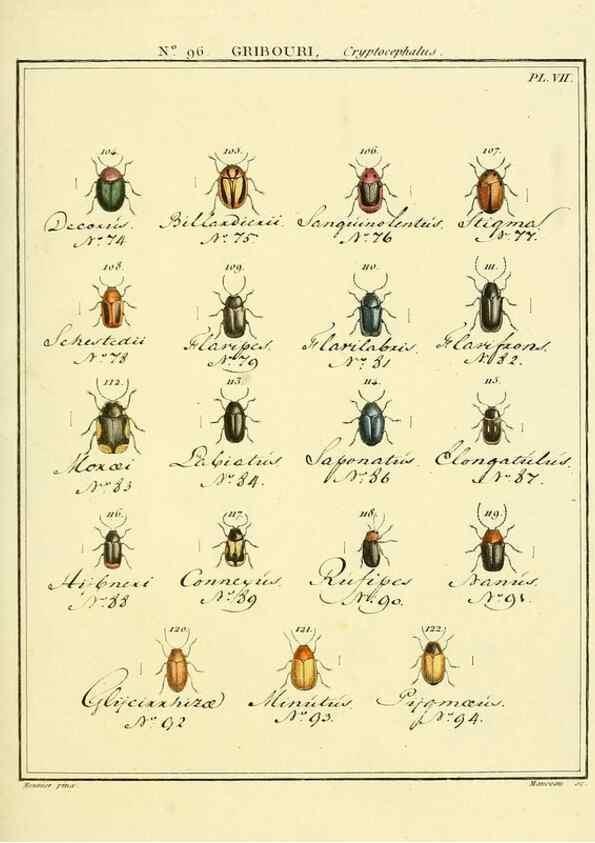 Reproducción/Reproduction 35864851445: Entomologie, ou, Histoire naturelle des insectes :. A Paris :De l'Imprimerie de Baudoin,1789-1808.