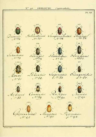 Reproducción/Reproduction 35864851445: Entomologie, ou, Histoire naturelle des insectes :. A Paris :De l'Imprimerie de Baudoin,1789-1808.