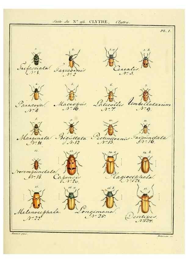 Reproducción/Reproduction 35864853595: Entomologie, ou, Histoire naturelle des insectes :. A Paris :De l'Imprimerie de Baudoin,1789-1808.