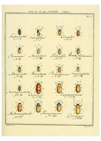 Reproducción/Reproduction 35864853595: Entomologie, ou, Histoire naturelle des insectes :. A Paris :De l'Imprimerie de Baudoin,1789-1808.