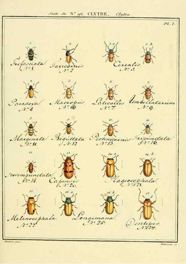 Reproducción/Reproduction 35864853595: Entomologie, ou, Histoire naturelle des insectes :. A Paris :De l'Imprimerie de Baudoin,1789-1808.