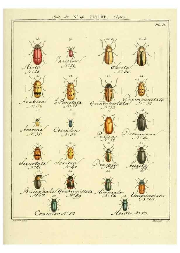Reproducción/Reproduction 35864855585: Entomologie, ou, Histoire naturelle des insectes :. A Paris :De l'Imprimerie de Baudoin,1789-1808.