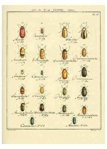 Reproducción/Reproduction 35864855585: Entomologie, ou, Histoire naturelle des insectes :. A Paris :De l'Imprimerie de Baudoin,1789-1808.