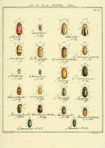 Reproducción/Reproduction 35864855585: Entomologie, ou, Histoire naturelle des insectes :. A Paris :De l'Imprimerie de Baudoin,1789-1808.