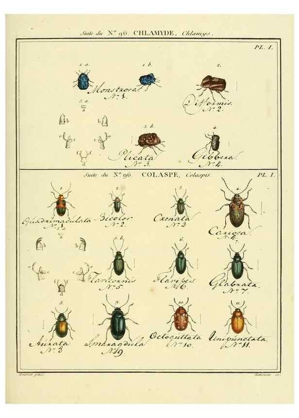 Reproducción/Reproduction 35476950210: Entomologie, ou, Histoire naturelle des insectes :. A Paris :De l'Imprimerie de Baudoin,1789-1808.