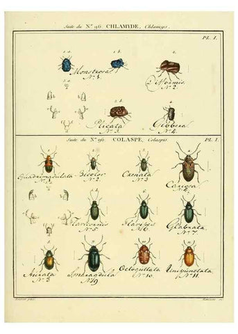 Reproducción/Reproduction 35476950210: Entomologie, ou, Histoire naturelle des insectes :. A Paris :De l'Imprimerie de Baudoin,1789-1808.
