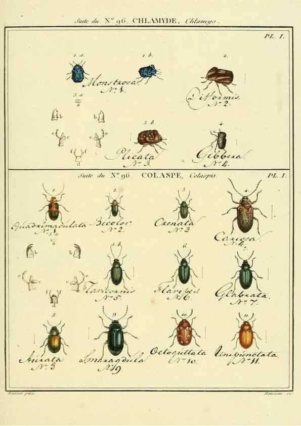 Reproducción/Reproduction 35476950210: Entomologie, ou, Histoire naturelle des insectes :. A Paris :De l'Imprimerie de Baudoin,1789-1808.