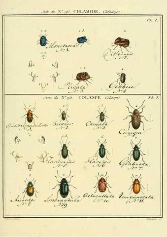 Reproducción/Reproduction 35476950210: Entomologie, ou, Histoire naturelle des insectes :. A Paris :De l'Imprimerie de Baudoin,1789-1808.