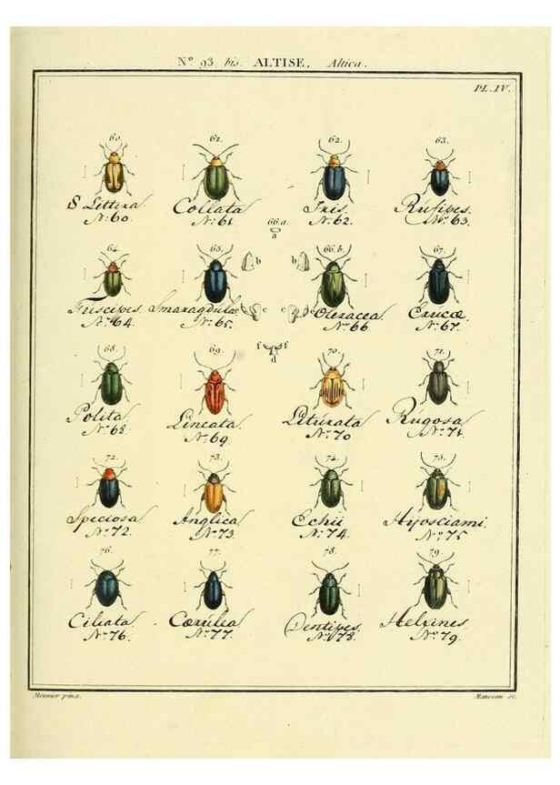 Reproducción/Reproduction 35824179176: Entomologie, ou, Histoire naturelle des insectes :. A Paris :De l'Imprimerie de Baudoin,1789-1808.