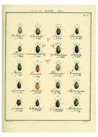 Reproducción/Reproduction 35824179176: Entomologie, ou, Histoire naturelle des insectes :. A Paris :De l'Imprimerie de Baudoin,1789-1808.