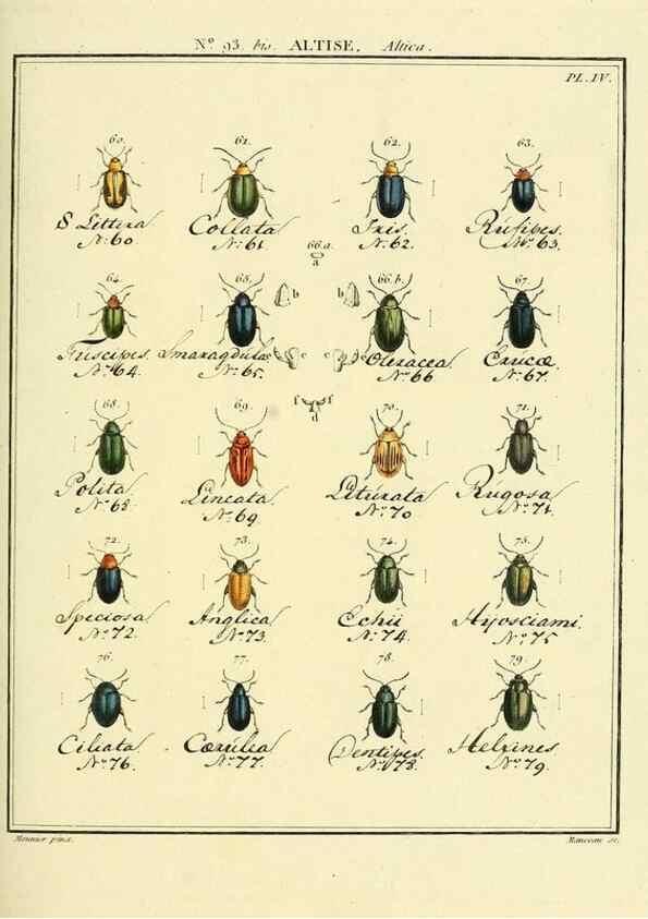 Reproducción/Reproduction 35824179176: Entomologie, ou, Histoire naturelle des insectes :. A Paris :De l'Imprimerie de Baudoin,1789-1808.