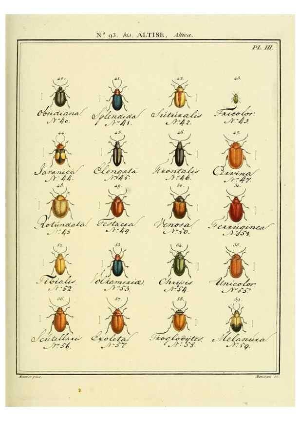 Reproducción/Reproduction 35695548652: Entomologie, ou, Histoire naturelle des insectes :. A Paris :De l'Imprimerie de Baudoin,1789-1808.