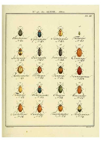 Reproducción/Reproduction 35695548652: Entomologie, ou, Histoire naturelle des insectes :. A Paris :De l'Imprimerie de Baudoin,1789-1808.
