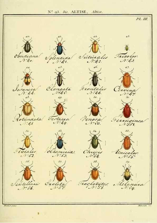 Reproducción/Reproduction 35695548652: Entomologie, ou, Histoire naturelle des insectes :. A Paris :De l'Imprimerie de Baudoin,1789-1808.