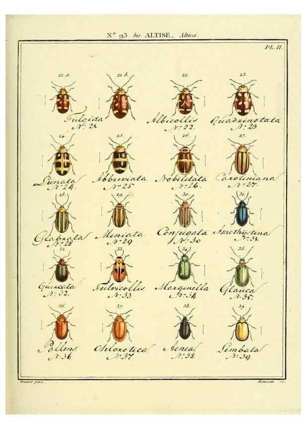 Reproducción/Reproduction 35695547592: Entomologie, ou, Histoire naturelle des insectes :. A Paris :De l'Imprimerie de Baudoin,1789-1808.