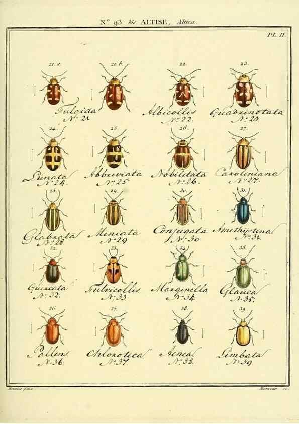 Reproducción/Reproduction 35695547592: Entomologie, ou, Histoire naturelle des insectes :. A Paris :De l'Imprimerie de Baudoin,1789-1808.