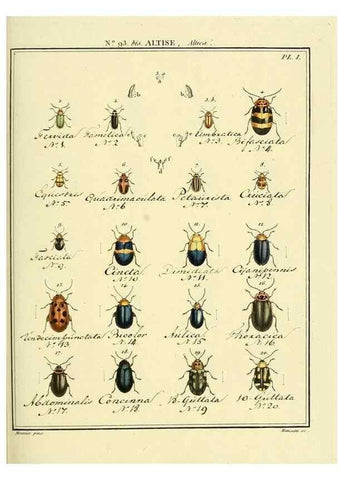 Reproducción/Reproduction 35824173476: Entomologie, ou, Histoire naturelle des insectes :. A Paris :De l'Imprimerie de Baudoin,1789-1808.