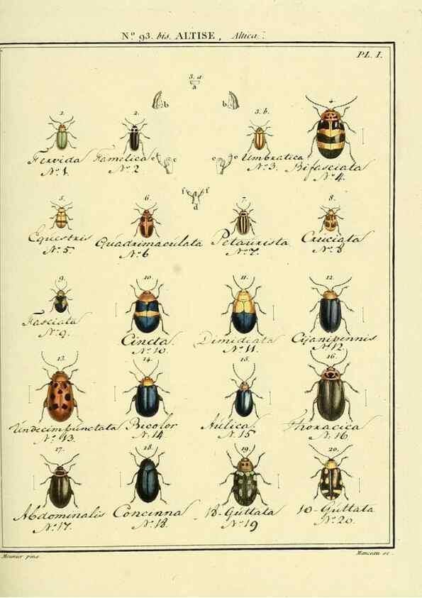 Reproducción/Reproduction 35824173476: Entomologie, ou, Histoire naturelle des insectes :. A Paris :De l'Imprimerie de Baudoin,1789-1808.