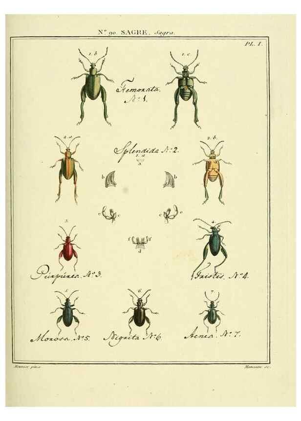 Reproducción/Reproduction 35864808115: Entomologie, ou, Histoire naturelle des insectes :. A Paris :De l'Imprimerie de Baudoin,1789-1808.