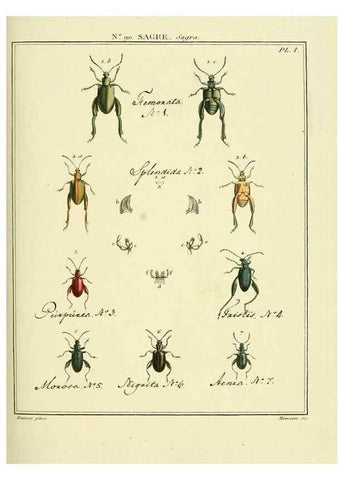 Reproducción/Reproduction 35864808115: Entomologie, ou, Histoire naturelle des insectes :. A Paris :De l'Imprimerie de Baudoin,1789-1808.