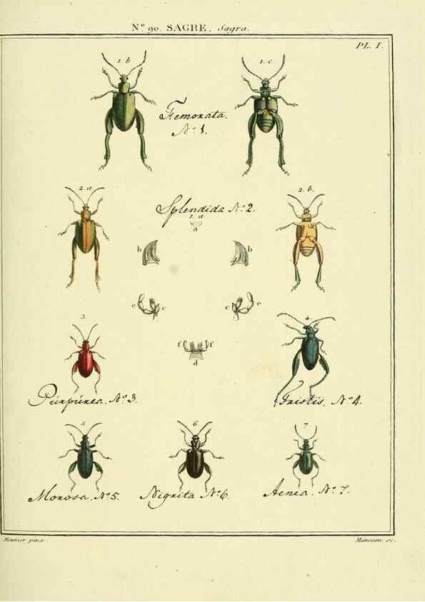 Reproducción/Reproduction 35864808115: Entomologie, ou, Histoire naturelle des insectes :. A Paris :De l'Imprimerie de Baudoin,1789-1808.