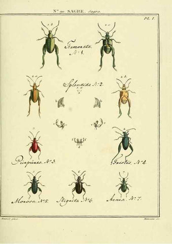 Reproducción/Reproduction 35864808115: Entomologie, ou, Histoire naturelle des insectes :. A Paris :De l'Imprimerie de Baudoin,1789-1808.