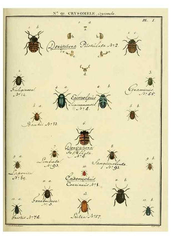 Reproducción/Reproduction 35864809475: Entomologie, ou, Histoire naturelle des insectes :. A Paris :De l'Imprimerie de Baudoin,1789-1808.