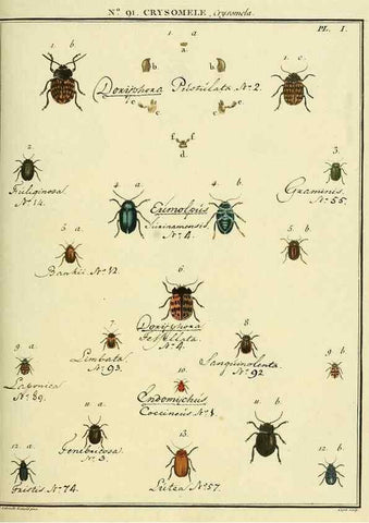 Reproducción/Reproduction 35864809475: Entomologie, ou, Histoire naturelle des insectes :. A Paris :De l'Imprimerie de Baudoin,1789-1808.