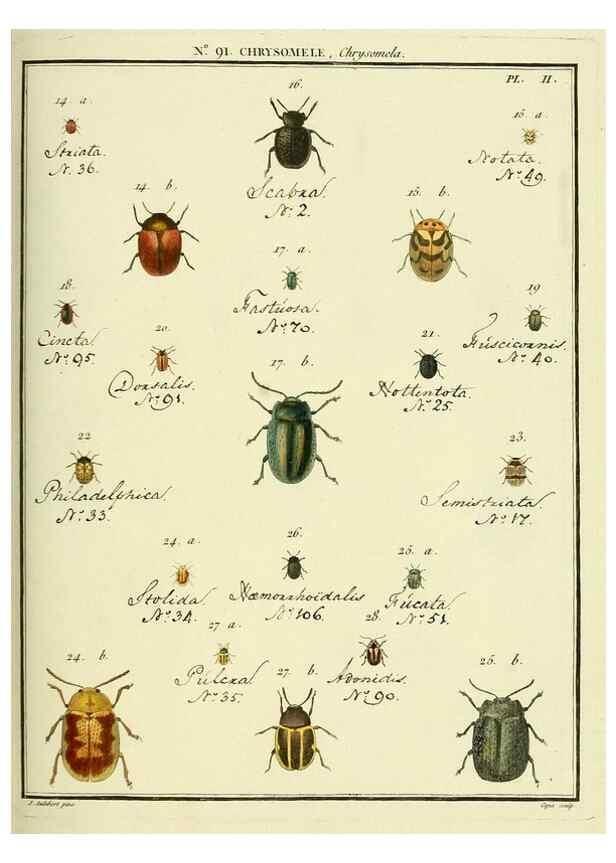 Reproducción/Reproduction 35824152206: Entomologie, ou, Histoire naturelle des insectes :. A Paris :De l'Imprimerie de Baudoin,1789-1808.