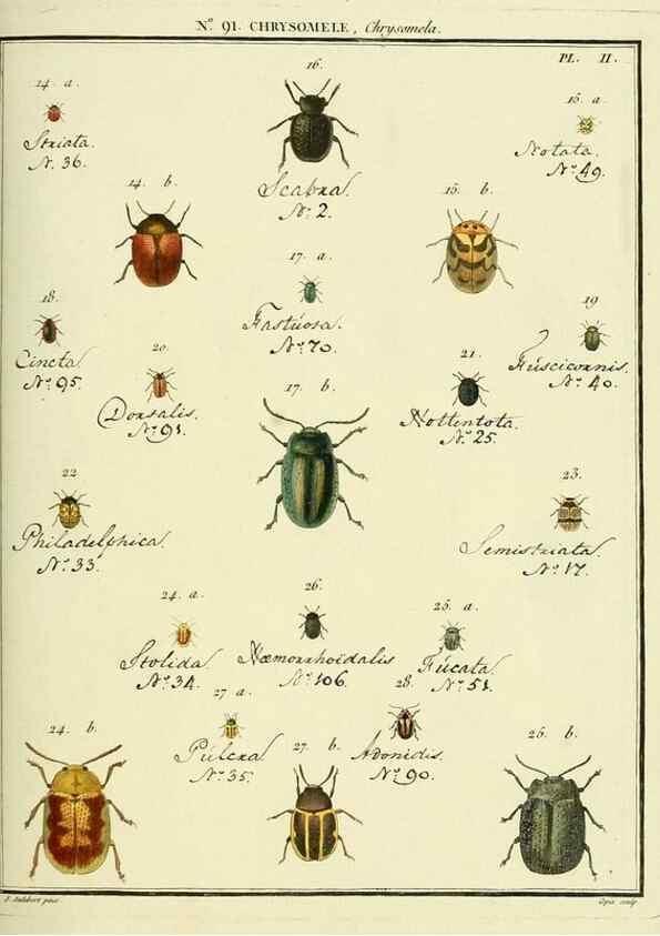 Reproducción/Reproduction 35824152206: Entomologie, ou, Histoire naturelle des insectes :. A Paris :De l'Imprimerie de Baudoin,1789-1808.
