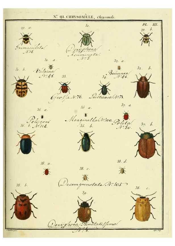 Reproducción/Reproduction 35824153076: Entomologie, ou, Histoire naturelle des insectes :. A Paris :De l'Imprimerie de Baudoin,1789-1808.