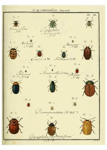 Reproducción/Reproduction 35824153076: Entomologie, ou, Histoire naturelle des insectes :. A Paris :De l'Imprimerie de Baudoin,1789-1808.
