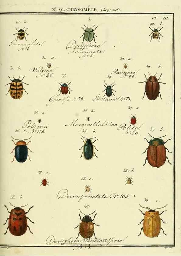 Reproducción/Reproduction 35824153076: Entomologie, ou, Histoire naturelle des insectes :. A Paris :De l'Imprimerie de Baudoin,1789-1808.