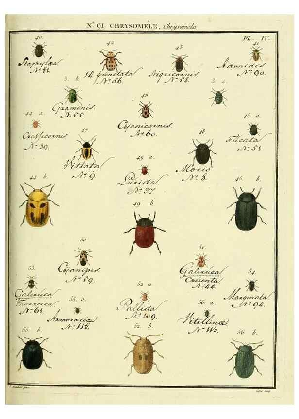 Reproducción/Reproduction 35025099304: Entomologie, ou, Histoire naturelle des insectes :. A Paris :De l'Imprimerie de Baudoin,1789-1808.