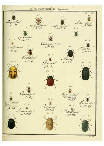 Reproducción/Reproduction 35025099304: Entomologie, ou, Histoire naturelle des insectes :. A Paris :De l'Imprimerie de Baudoin,1789-1808.