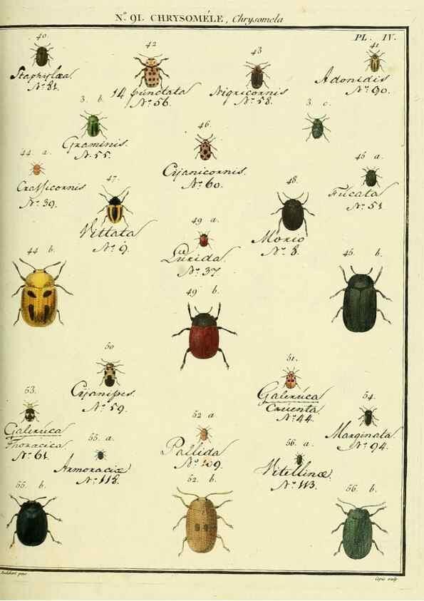 Reproducción/Reproduction 35025099304: Entomologie, ou, Histoire naturelle des insectes :. A Paris :De l'Imprimerie de Baudoin,1789-1808.