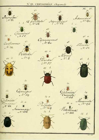 Reproducción/Reproduction 35025099304: Entomologie, ou, Histoire naturelle des insectes :. A Paris :De l'Imprimerie de Baudoin,1789-1808.