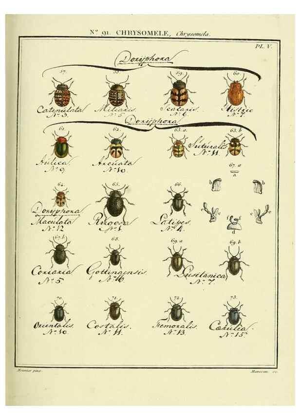 Reproducción/Reproduction 35025100944: Entomologie, ou, Histoire naturelle des insectes :. A Paris :De l'Imprimerie de Baudoin,1789-1808.