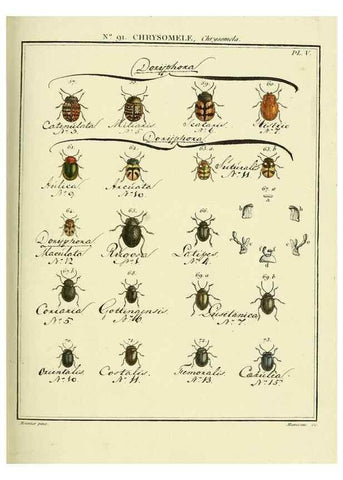 Reproducción/Reproduction 35025100944: Entomologie, ou, Histoire naturelle des insectes :. A Paris :De l'Imprimerie de Baudoin,1789-1808.