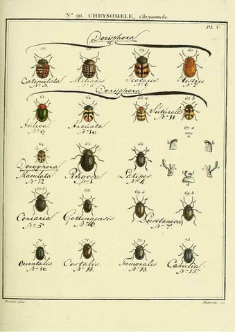 Reproducción/Reproduction 35025100944: Entomologie, ou, Histoire naturelle des insectes :. A Paris :De l'Imprimerie de Baudoin,1789-1808.
